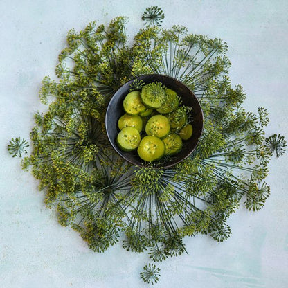 DILL PLANT | SPRING 2025