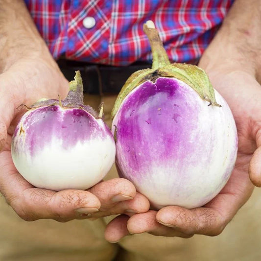 EGGPLANT ROSA BIANCA | SPRING 2025