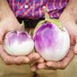 EGGPLANT ROSA BIANCA | SPRING 2025