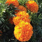 CrackerJack Marigold Plants | Spring 2025