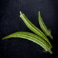 OKRA PLANT LOUISIANA 16 INCH | SPRING 2025