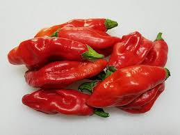 PEPPER PLANT Trinidad Pimento Peppers | Spring 2025
