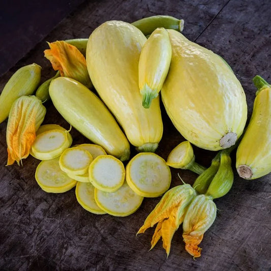 SQUASH PLANT EARLY PROLIFIC STRAIGHTNECK YELLOW | SPRING 2025