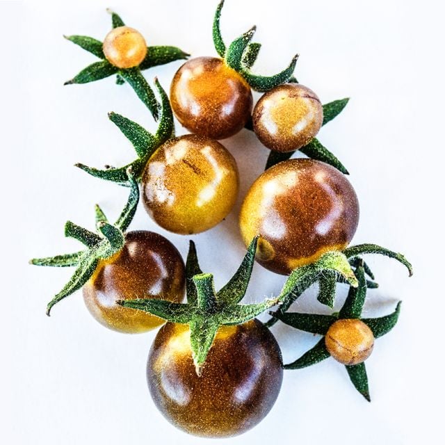 TOMATO PLANT BLUE CREAM BERRIES | SPRING 2025