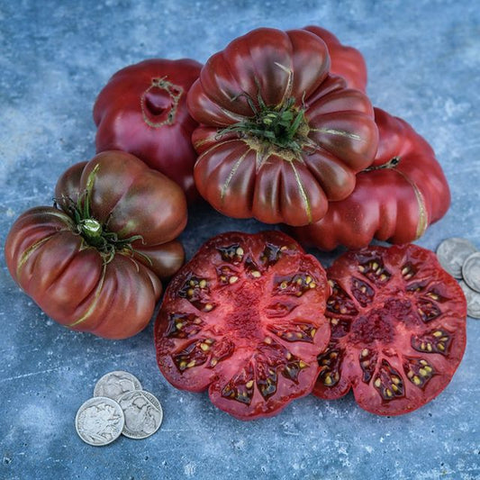 TOMATO PLANT PURPLE CALABASH | SPRING 2025
