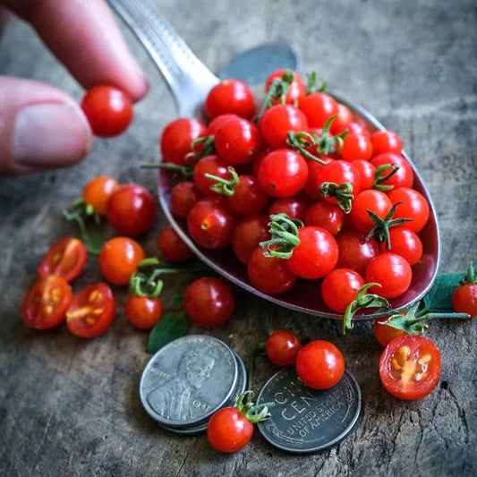 TOMATO PLANT SPOON | SPRING 2025