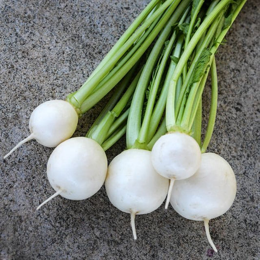 TURNIP PLANT MIYAMA | FALL 2025